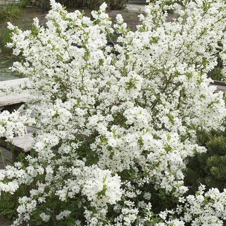Exochorda macrantha lotus moon