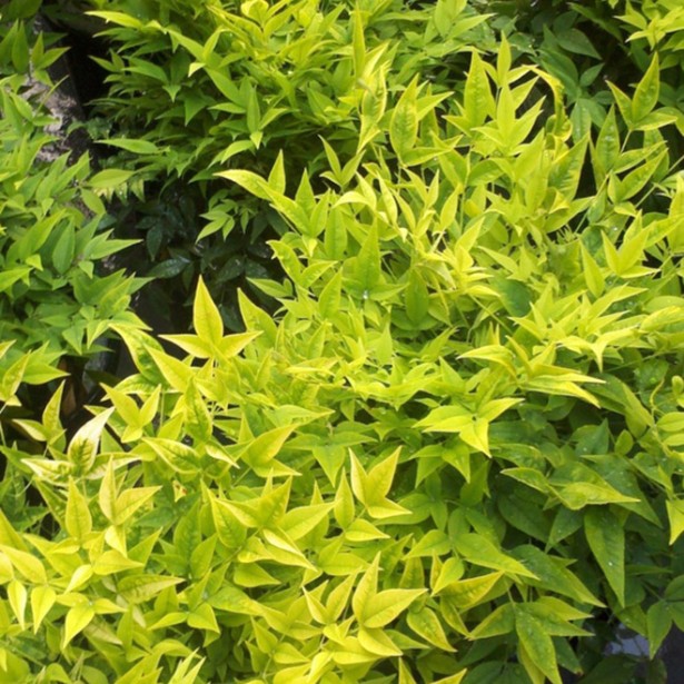 Nandina lemon lime