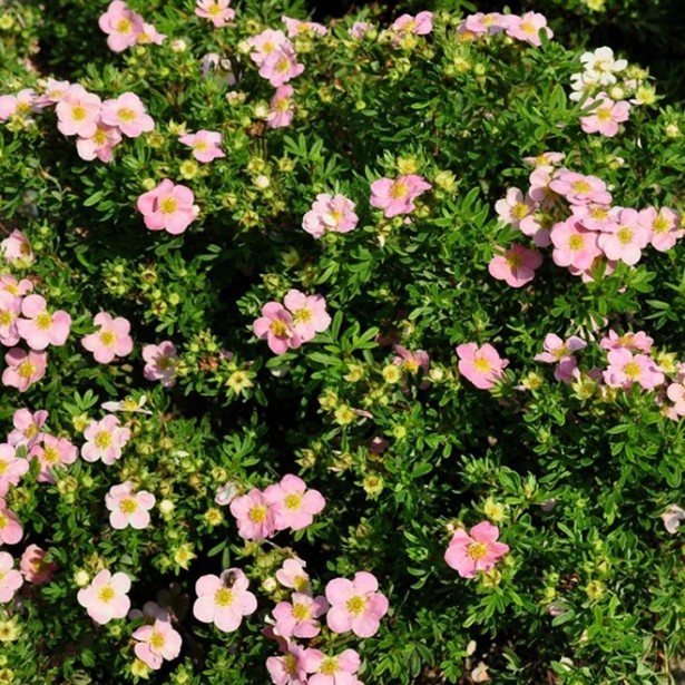 Potentille lovely pink
