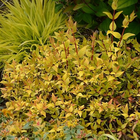 Abelia grandiflora gold touch