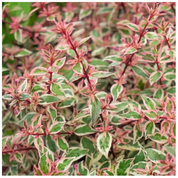 Abelia grandiflora pink lady
