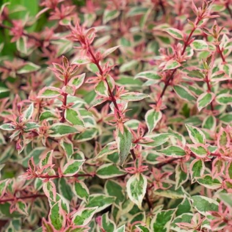 Abelia grandiflora pink lady