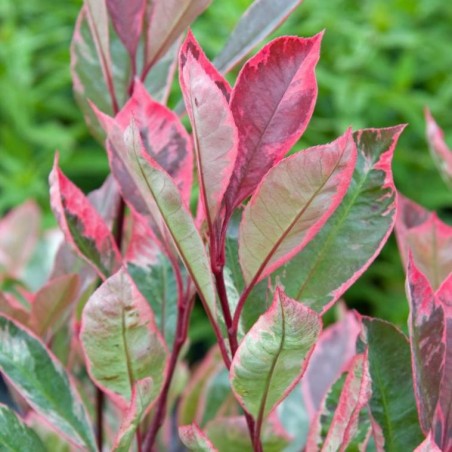 Photinia fraseri louise