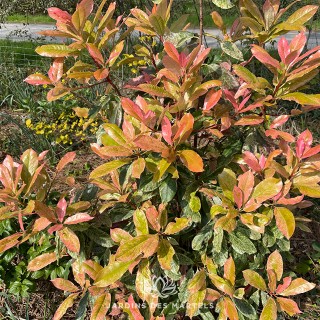 Photinia fraseri pink crispy