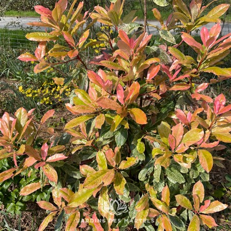Photinia fraseri pink crispy