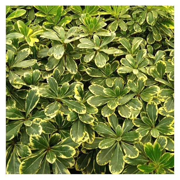 Pittosporum tobira neige du mont Ventoux