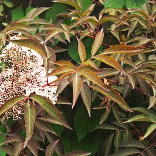 Sambucus milk chocolate