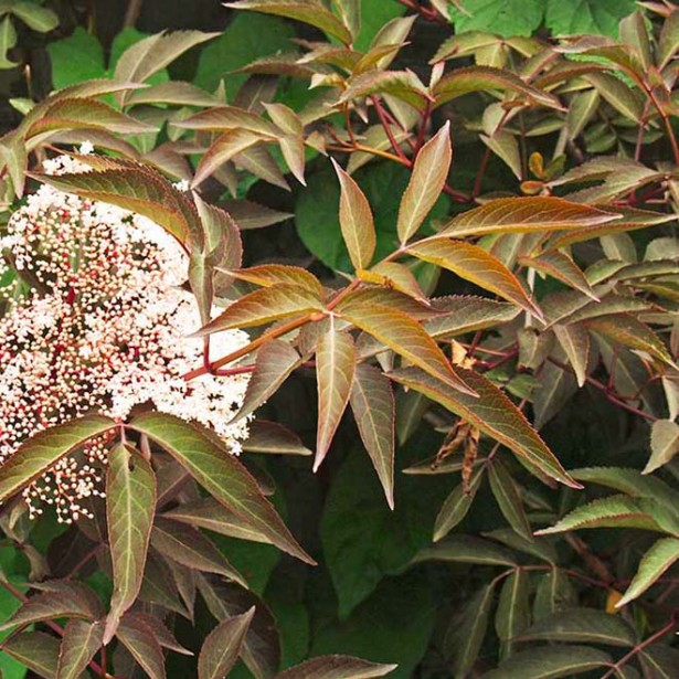 Sambucus milk chocolate