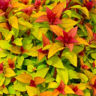 Spirea japonica merlo gold