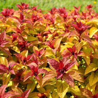 Spirea japonica merlo star