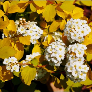 Spirea x van houttei firegold
