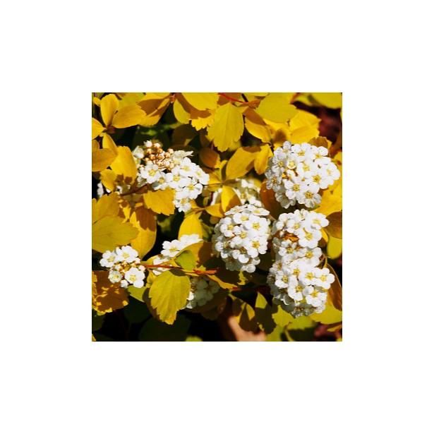 Spirea x van houttei firegold