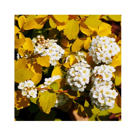 Spirea x van houttei firegold