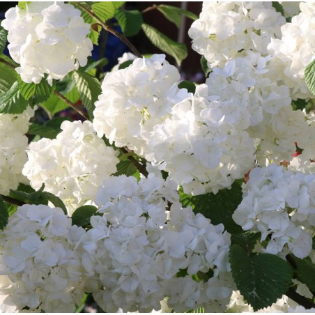 Viburnum plicatum pop corn