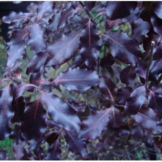 Pittosporum tenui dark diva