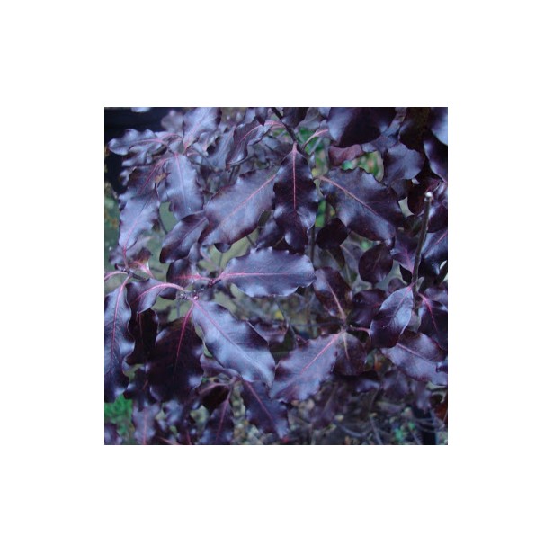 Pittosporum tenui dark diva