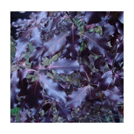 Pittosporum tenui dark diva