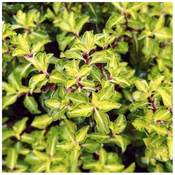 Pittosporum tenui goldstar