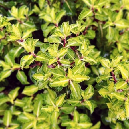 Pittosporum tenui goldstar