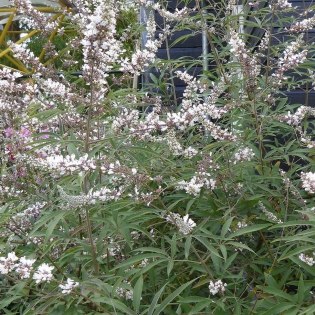 Vitex agnus castus latifolia