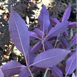Vitex agnus castus latifolia