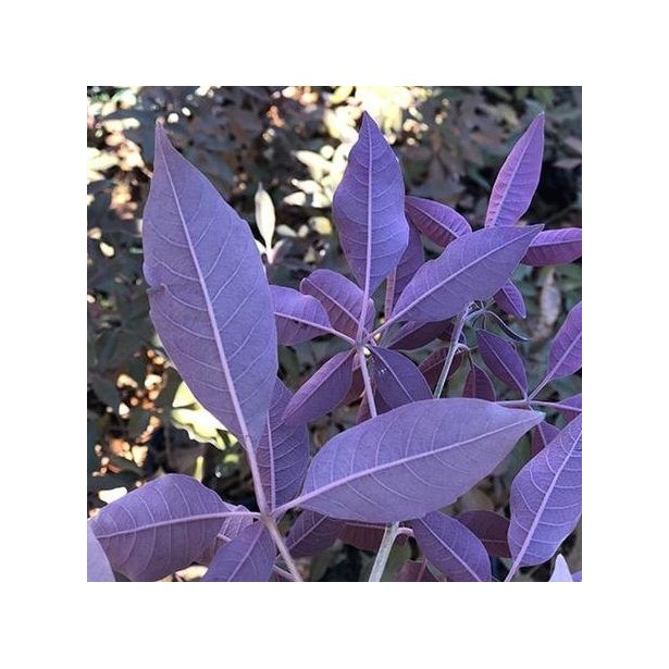 Vitex agnus castus latifolia