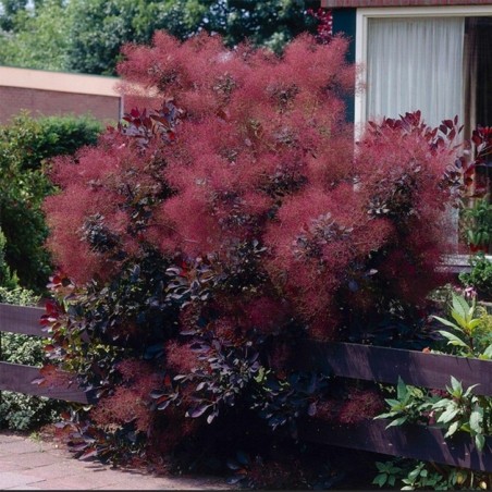 Cotinus royal purple