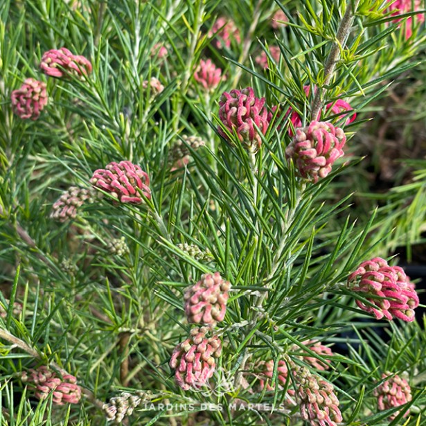 Grevillea rosmarinifolia