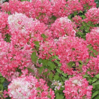 Hydrangea paniculata Diamant Rouge