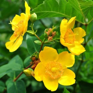 Hypericum X hidcote