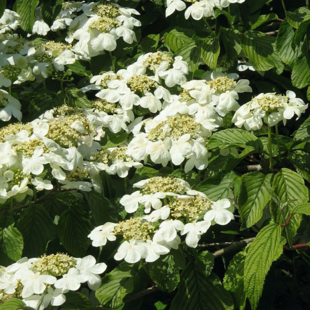 Viburnum plicatum shasta