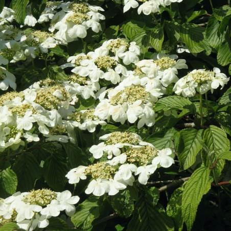 Viburnum plicatum shasta