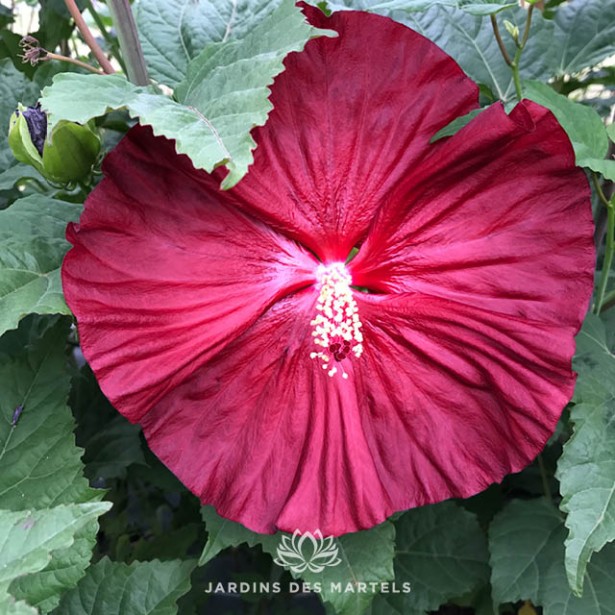 Hibiscus moscheutos summerific Midnight Marvel
