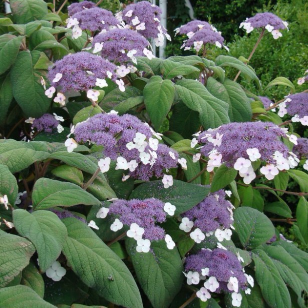 Hydrangea aspera sargentiana