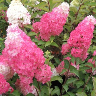 Hydrangea paniculata fraise melba
