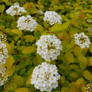 Spirea x van houttei golden fontain