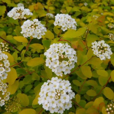 Spirea x van houttei golden fontain