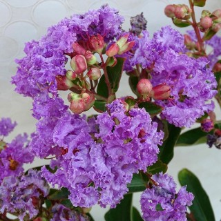 Lagerstroemia indica lilac grand sud