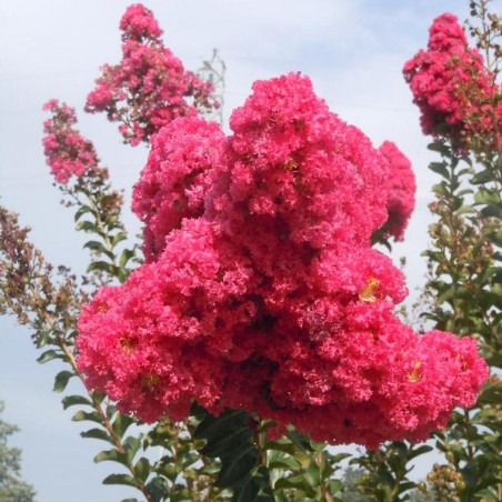 Lagerstroemia indica pink grand sud