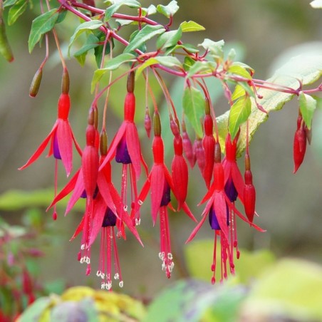 Fuchsia riccartonii
