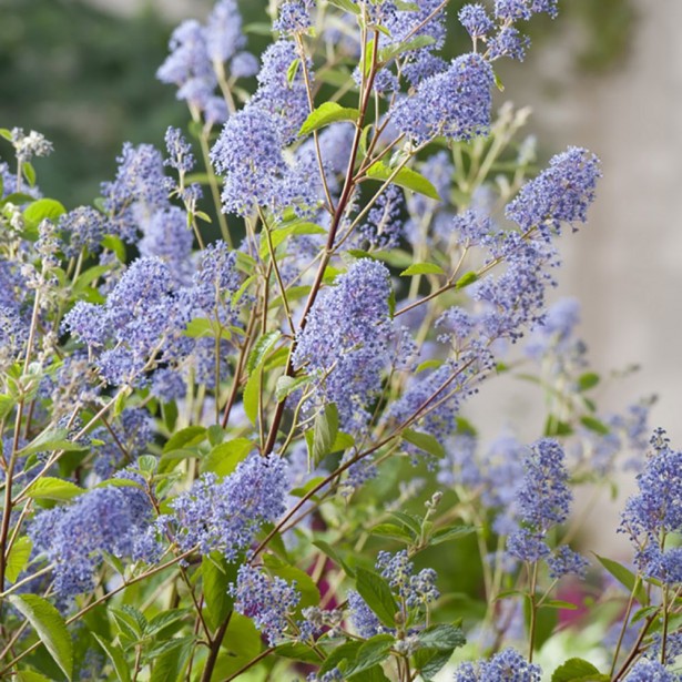 Ceanothus gloire de versailles