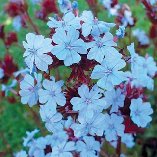 Ceratostigma wilmot summer skies