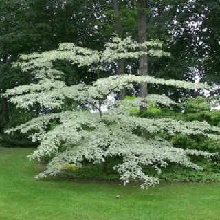 Cornus controversa variegata