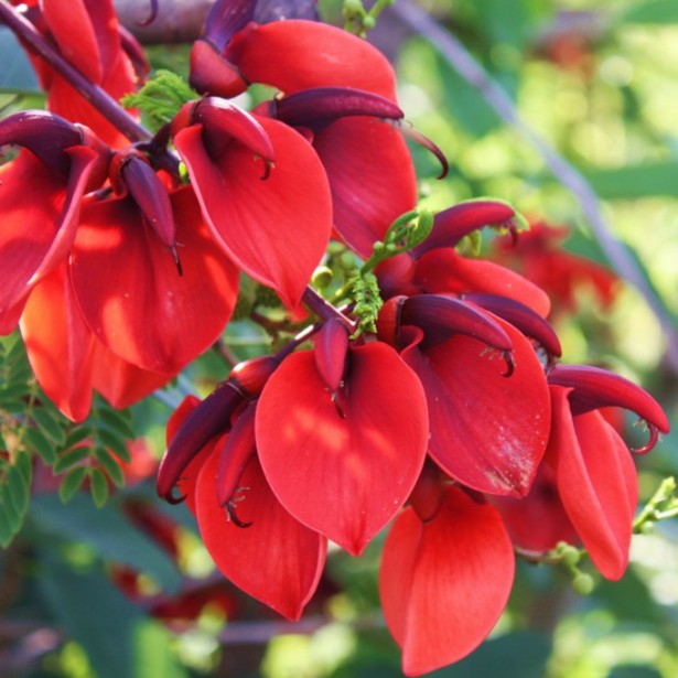 Erythrina crista galli