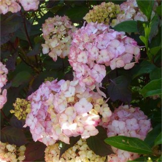 Hydrangea serrata preziosa