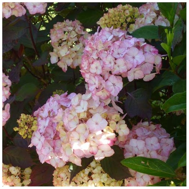 Hydrangea serrata preziosa