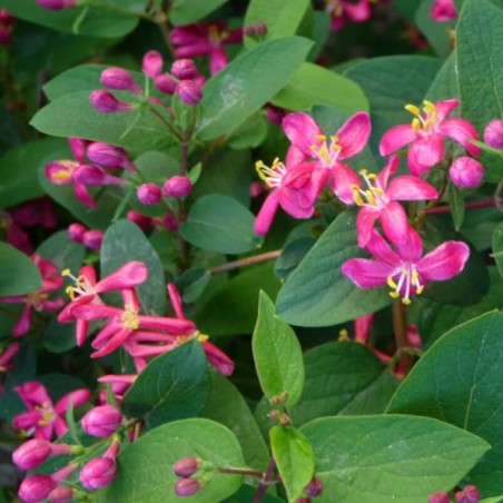 Lonicera tatarica arnold red