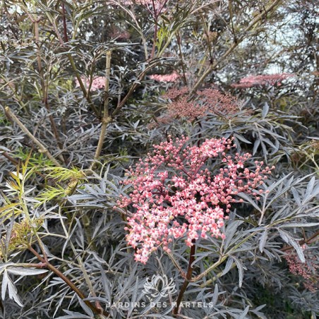 Sambucus black lace