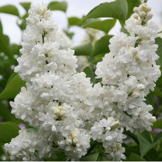 Syringa vulgaris mme Lemoine