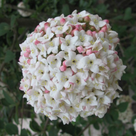 Viburnum x carlcephalum